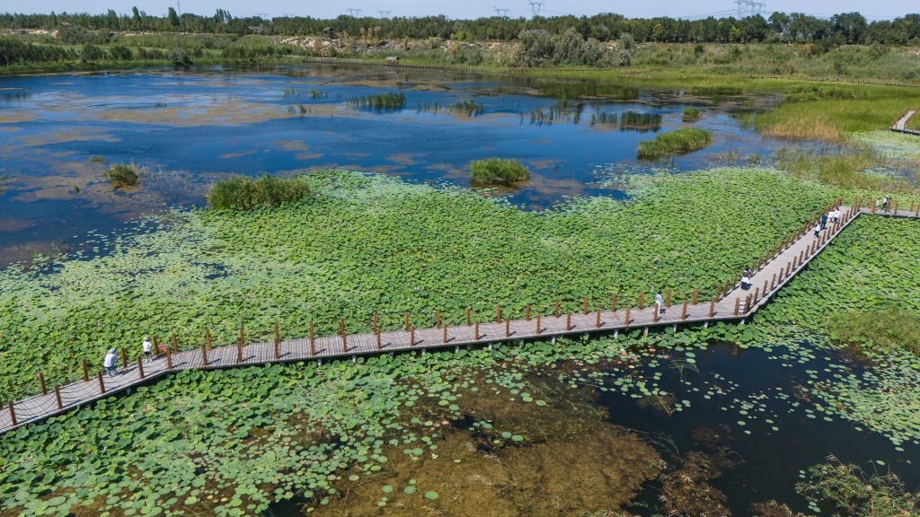 沙漠湿地公园怎么样__沙漠袭击行动